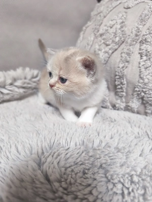 Brit rövid szőrű lila-tortie kislány eladó  - kép 3