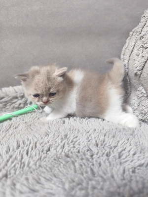 Brit rövid szőrű lila-tortie kislány eladó  - kép 4