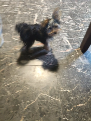 Yorki kisfiú eladó - kép 2