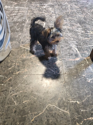 Yorki kisfiú eladó
