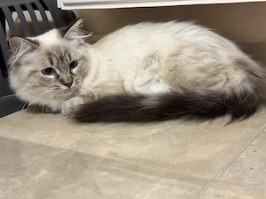 Gyönyörű Ragdoll kiscicák eladóak - kép 3