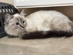 Gyönyörű Ragdoll kiscicák eladóak - kép 2