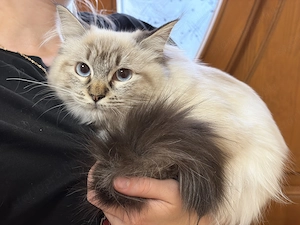 Gyönyörű Ragdoll kiscicák eladóak - kép 5