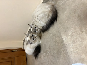 Gyönyörű Ragdoll kiscicák eladóak - kép 4