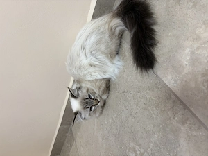 Gyönyörű Ragdoll kiscicák eladóak - kép 7