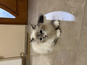 Gyönyörű Ragdoll kiscicák eladóak - kép 6