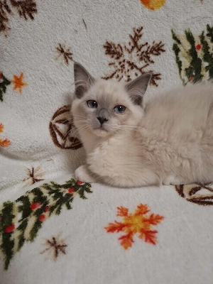  Ragdoll nőstény 12. hetes eladó - kép 3