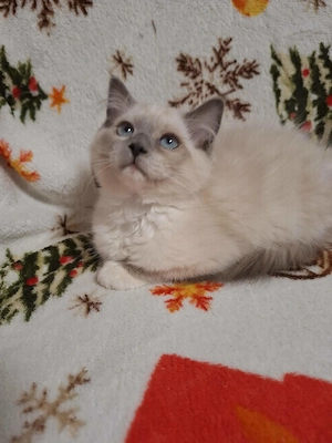  Ragdoll nőstény 12. hetes eladó - kép 2