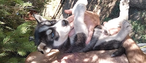 Szibériai Husky