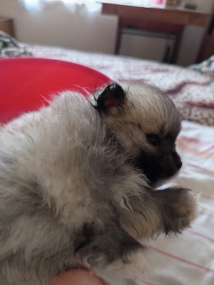 pomeraniai torpespicc