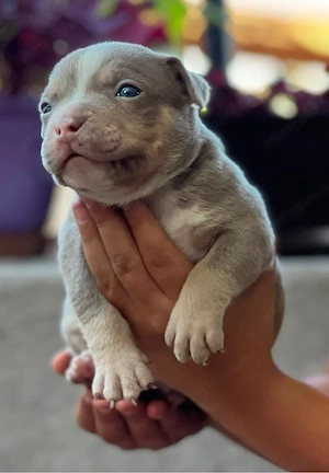 American Bully - kép 3