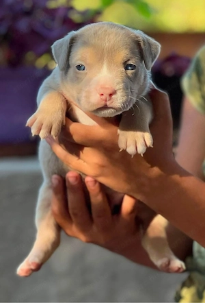 American Bully - kép 4