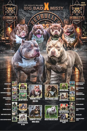 American Bully - kép 5