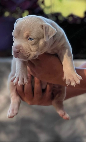American Bully