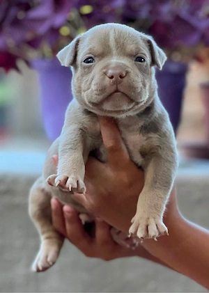 American Bully - kép 2
