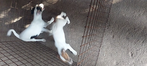 Eladó jack Russell kis kutyák  - kép 3