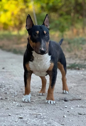 Mini Bullterrier - kép 2
