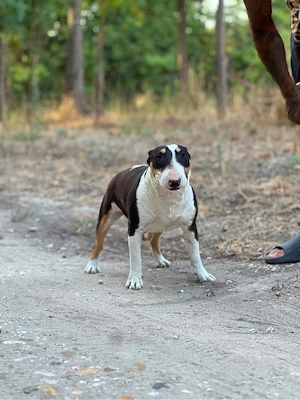 Mini Bullterrier - kép 3