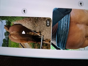 Eladó egy hidegvérű kanca ! - kép 2