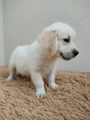 Golden retriever kiskutyák gazdit keresnek  - kép 3