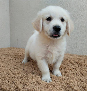 Golden retriever kiskutyák gazdit keresnek  - kép 2