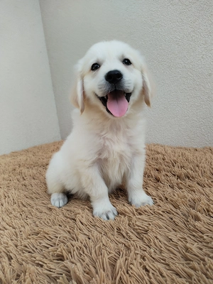 Golden retriever kiskutyák gazdit keresnek  - kép 4