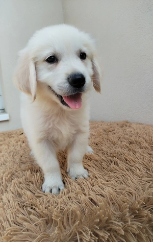 Golden retriever kiskutyák gazdit keresnek 