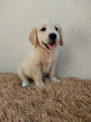 Golden retriever kiskutyák gazdit keresnek 