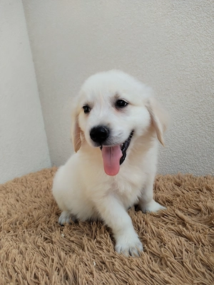 Golden retriever kiskutyák gazdit keresnek  - kép 5