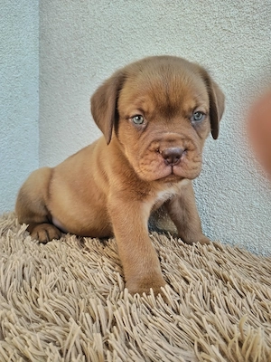 Bordeauxi dog kölykök gazdit keresnek  - kép 4