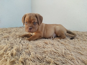 Bordeauxi dog kölykök gazdit keresnek  - kép 3
