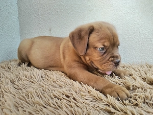 Bordeauxi dog kölykök gazdit keresnek  - kép 2