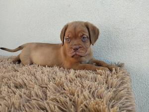 Bordeauxi dog kölykök gazdit keresnek  - kép 5