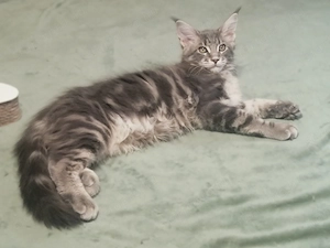 Maine coon kandúr kiscica - kép 3