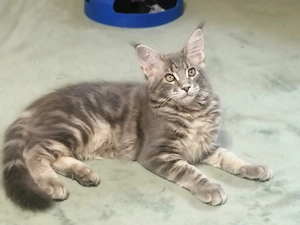 Maine coon kandúr kiscica - kép 2