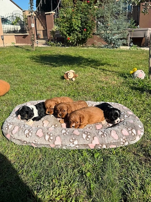 Cavalier king charles spániel törzskönyvezett kiskutyák  - kép 4