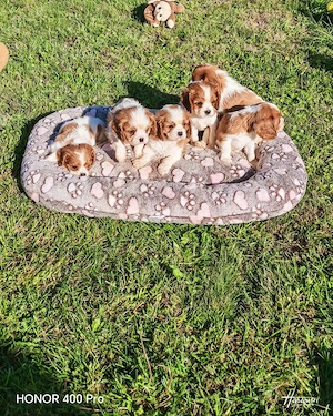 Cavalier king charles spániel törzskönyvezett kiskutyák  - kép 2