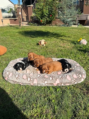 Cavalier king charles spániel törzskönyvezett kiskutyák  - kép 5