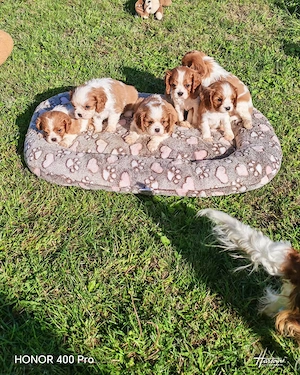 Cavalier king charles spániel törzskönyvezett kiskutyák 