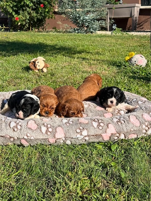 Cavalier king charles spániel törzskönyvezett kiskutyák  - kép 3