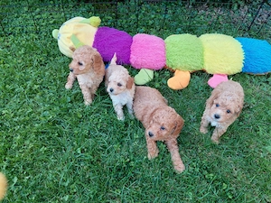 Apricot Toy uszkár kisfiúk lefoglalhatók - kép 4