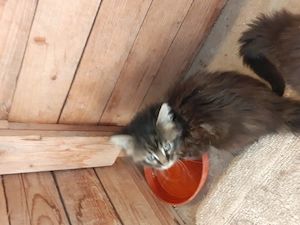 Eladó Maine Coon cica!