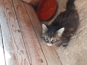 Eladó Maine Coon cica! - kép 2