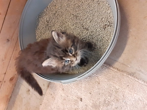 Eladó Maine Coon cica! - kép 3
