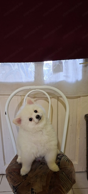 Pomeraniai törpe spitz kisfiú 