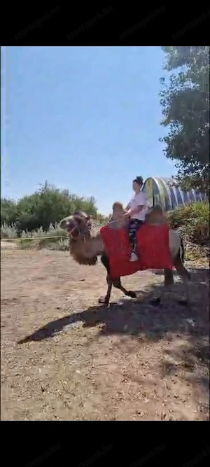 Ázslai teve gazdit keres! - kép 2
