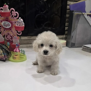 Maltipoo kislány 