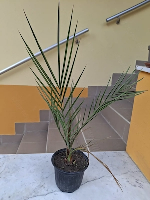 Főnix pálma, avagy kanári datolyapálma csemeték eladók - kép 3