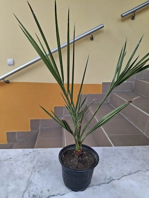 Főnix pálma, avagy kanári datolyapálma csemeték eladók - kép 7