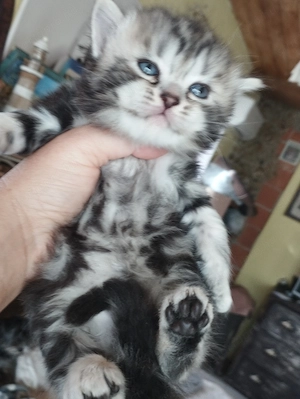 Brit whiskas cicusok